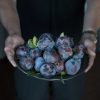 Vanilla rice pudding with stewed plums. Almost perfect. Rice Pudding 2016 (2 of 5)